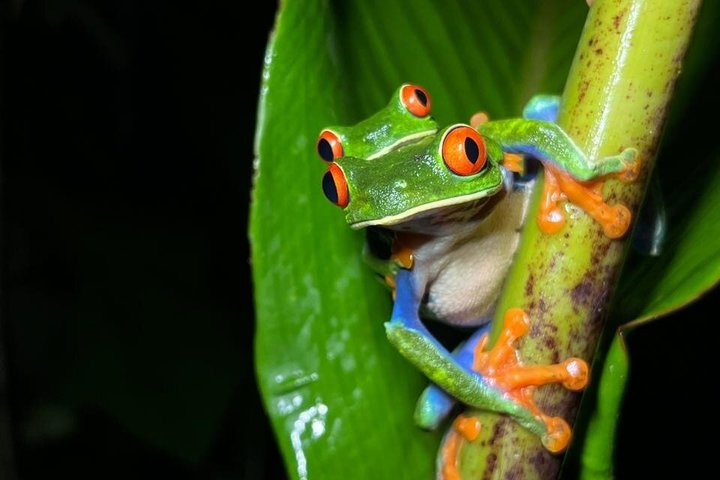 Private Night Tour: Frogs and Reptiles in Wildlife Reserve - Photo 1 of 25